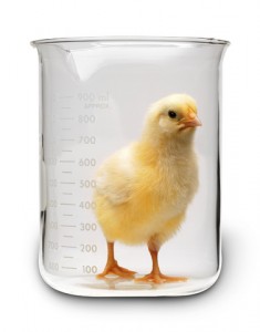 chick in beaker full size