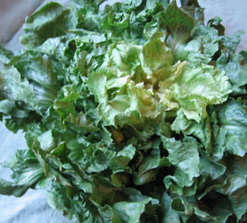 escarole