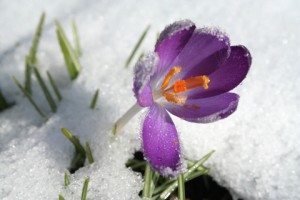 crocus in snow