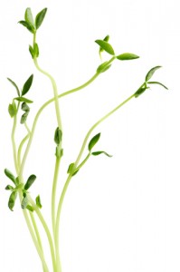 pea shoots