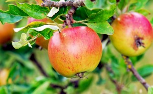 apples on tree